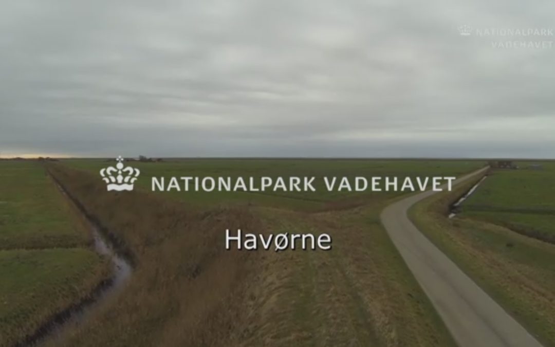 Havørne i Nationalpark Vadehavet