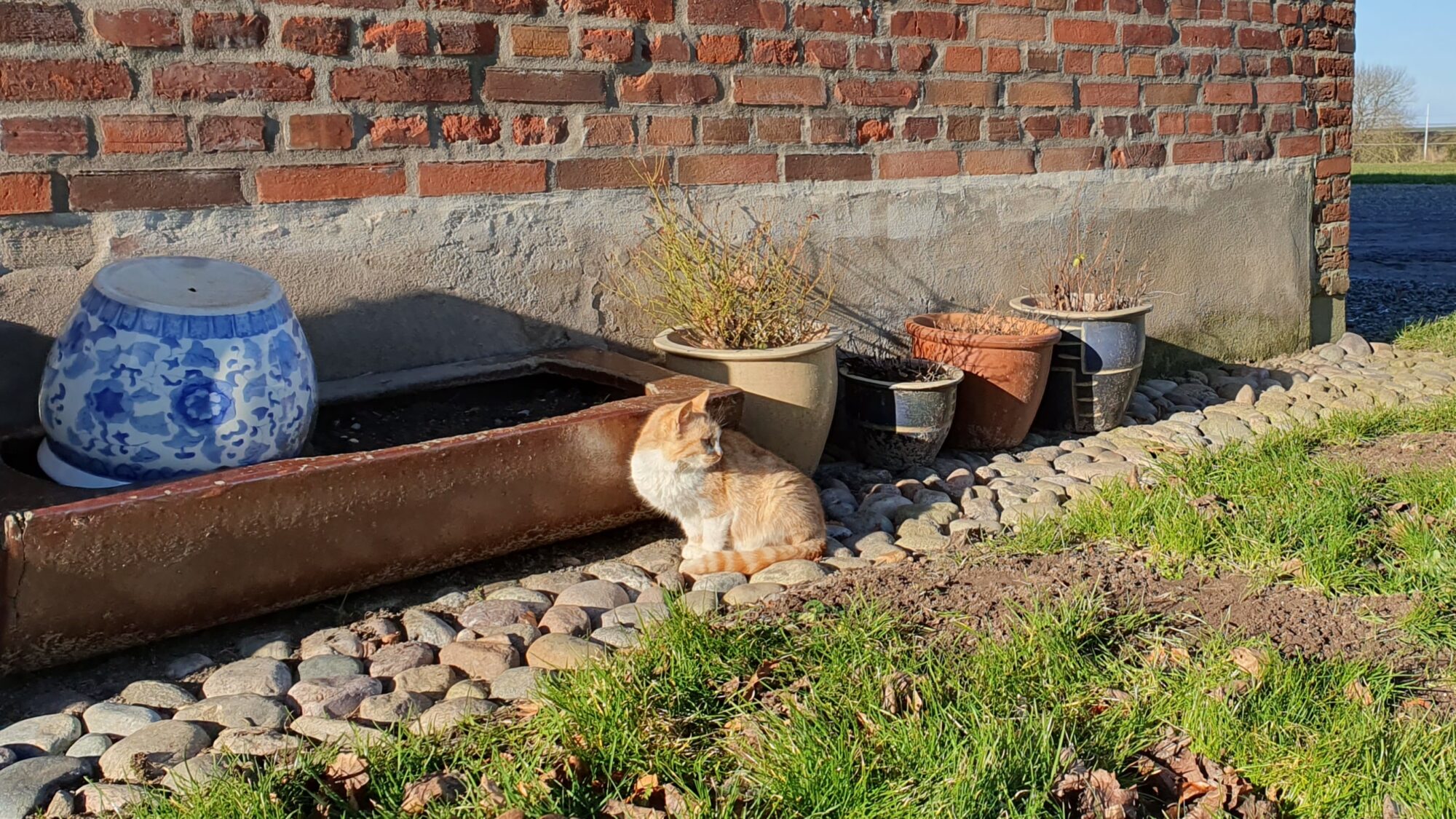 Katte i haven