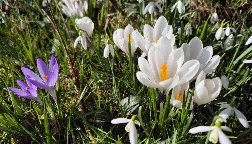 Vintergæk og krokus forside billede