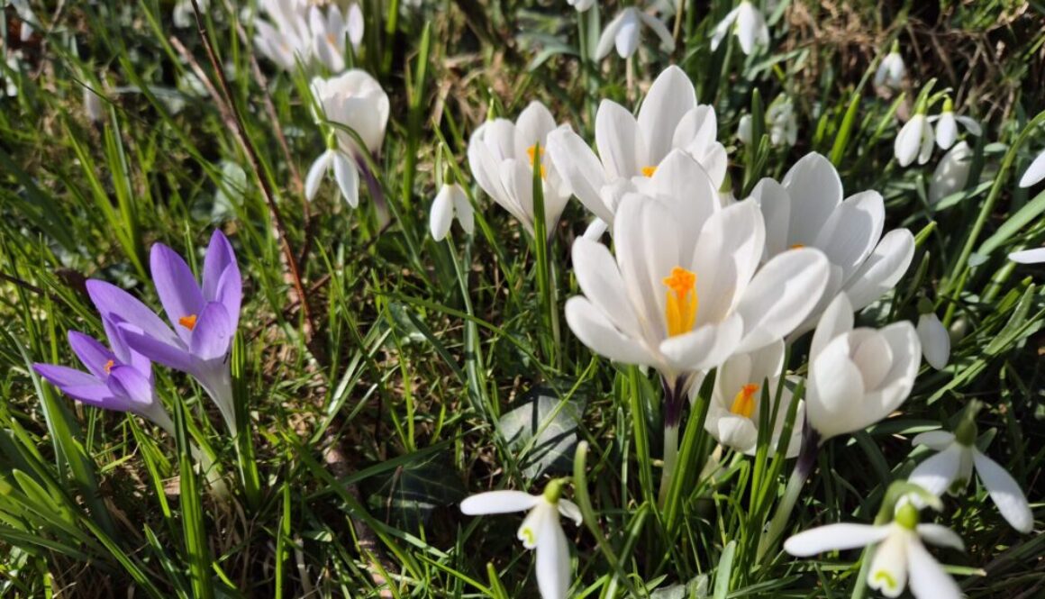 Vintergæk og krokus forside billede