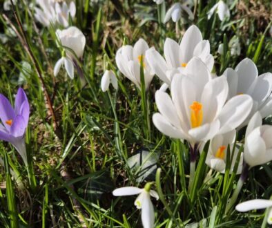 Vintergæk og krokus forside billede