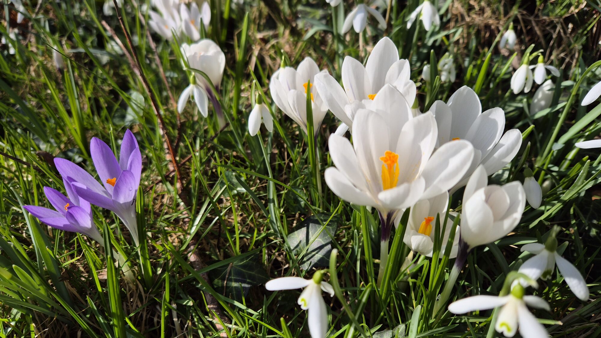 Vintergæk og krokus forside billede Vintergæk og krokus forside billede