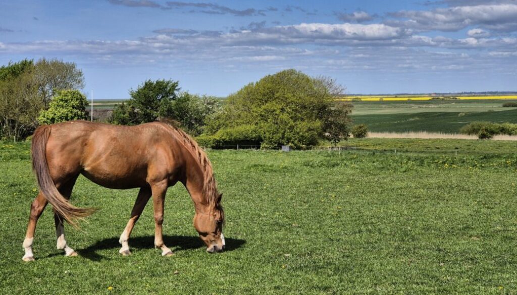 Hest og himmel 2025