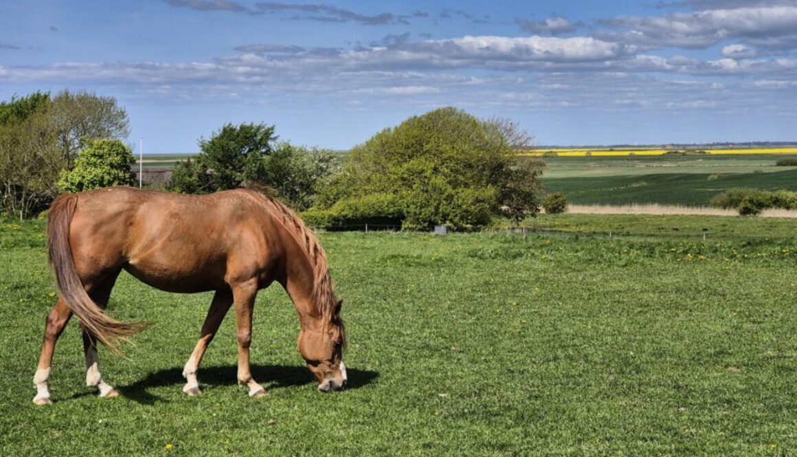 Hest og himmel 2025