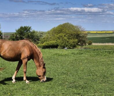 Hest og himmel 2025